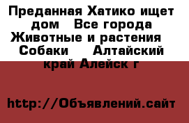 Преданная Хатико ищет дом - Все города Животные и растения » Собаки   . Алтайский край,Алейск г.